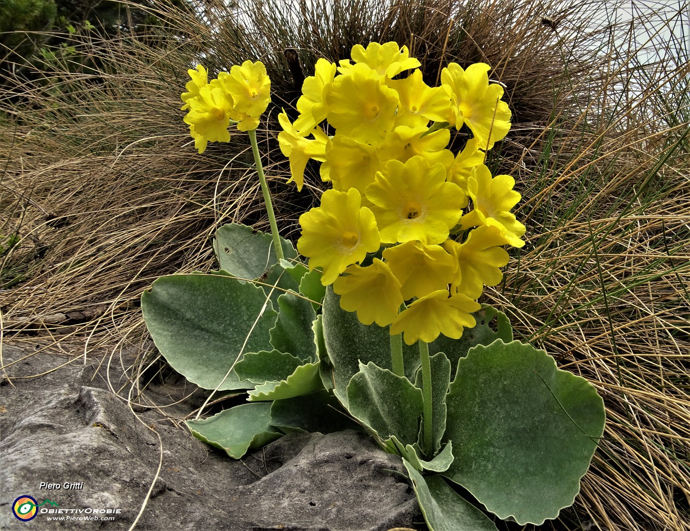 70 E ci godiamo stavolta col sole  anche le primule orecchie d'orso (Primula auricula) .JPG